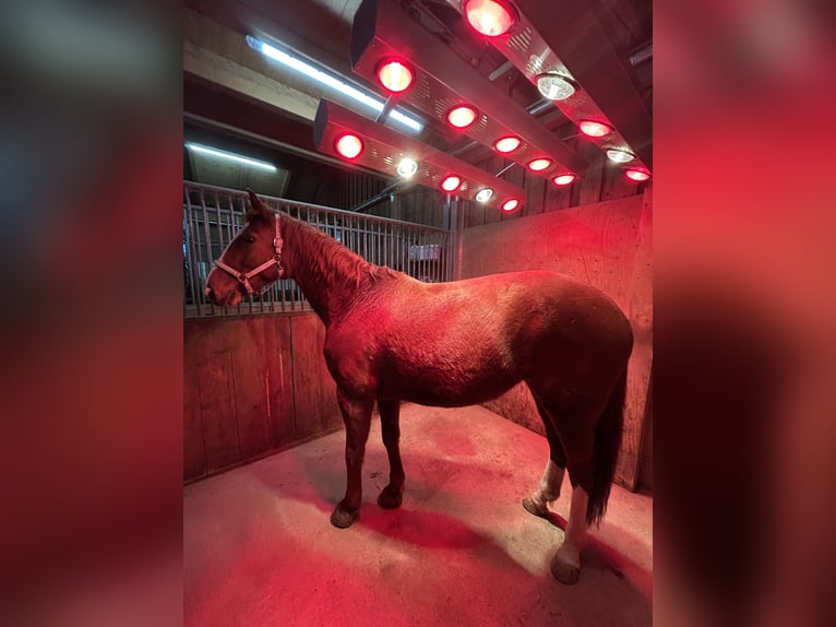 Hannover Giumenta 17 Anni 170 cm Sauro in Markt Indersdorf
