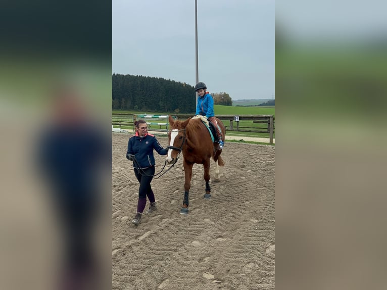 Hannover Giumenta 17 Anni 170 cm Sauro in Markt Indersdorf