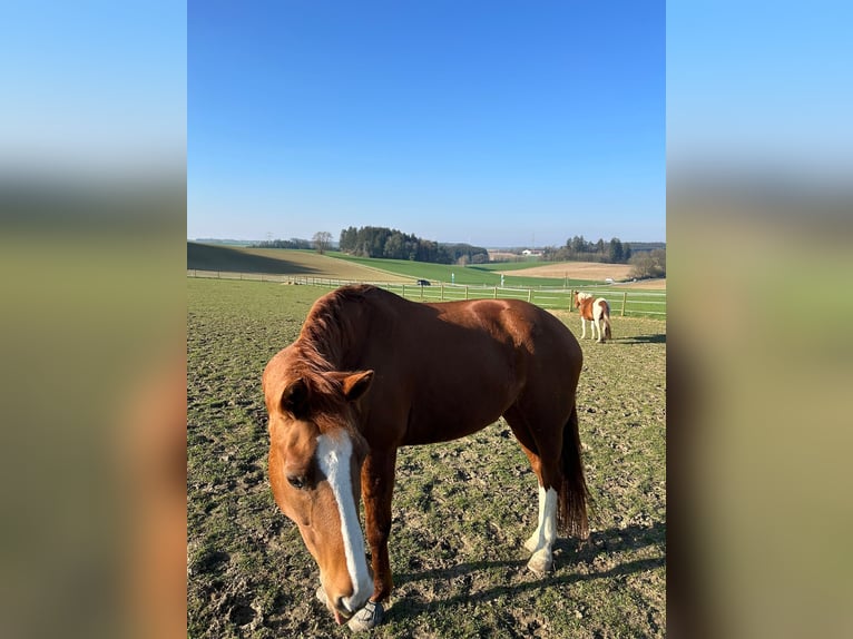 Hannover Giumenta 17 Anni 170 cm Sauro in Markt Indersdorf