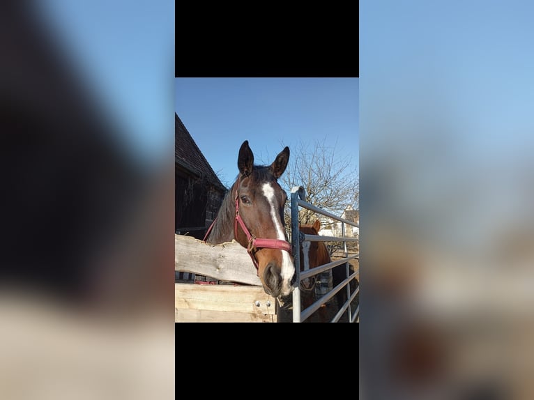 Hannover Giumenta 17 Anni 172 cm Baio in Gutenstetten