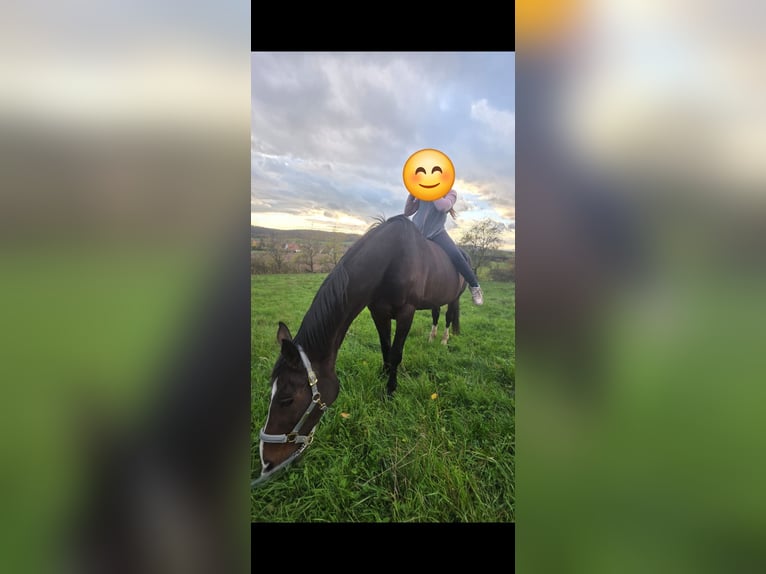 Hannover Giumenta 17 Anni 172 cm Baio in Gutenstetten