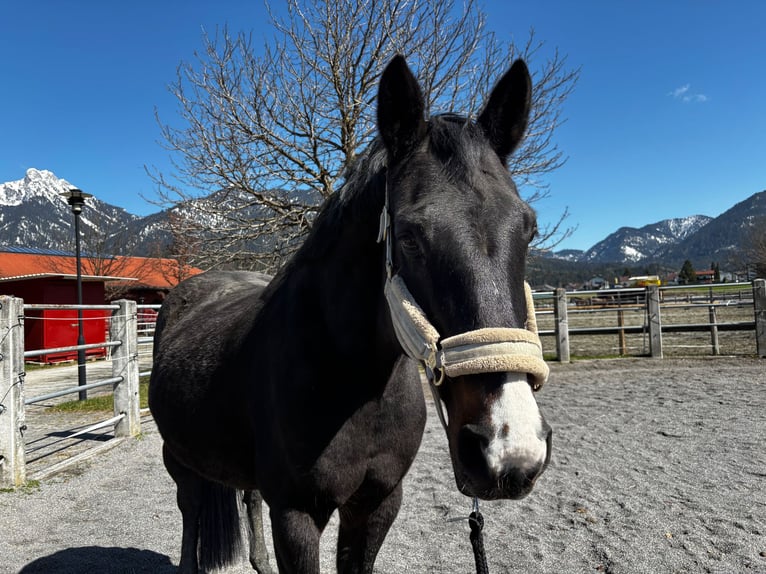 Hannover Giumenta 17 Anni 172 cm Baio scuro in Reutte