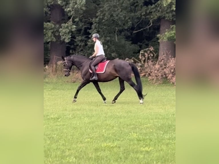 Hannover Giumenta 17 Anni 173 cm Baio scuro in Perleberg