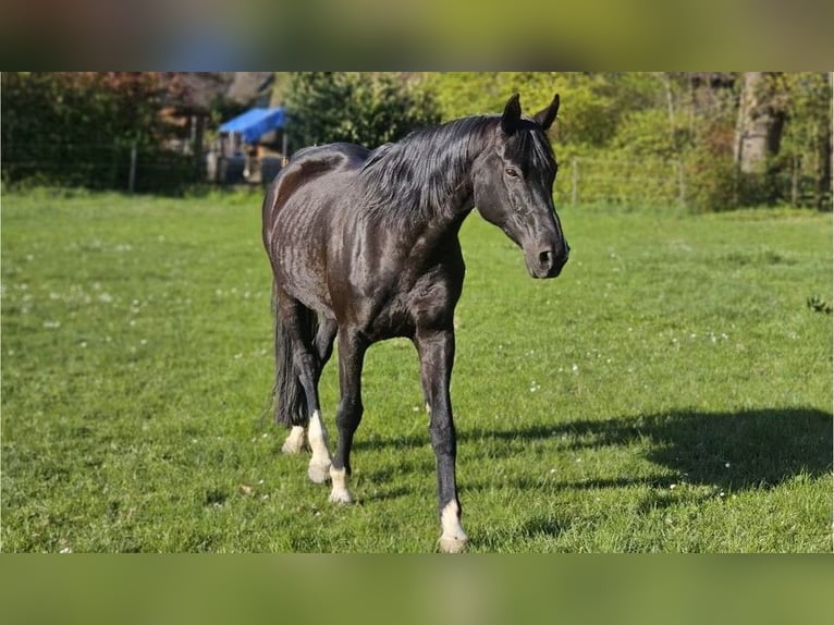 Hannover Giumenta 17 Anni 173 cm Morello in Uelzen