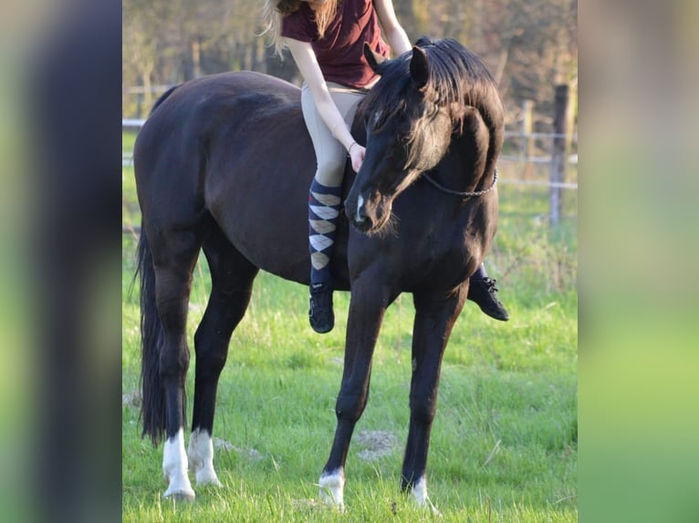 Hannover Giumenta 17 Anni 173 cm Morello in Uelzen