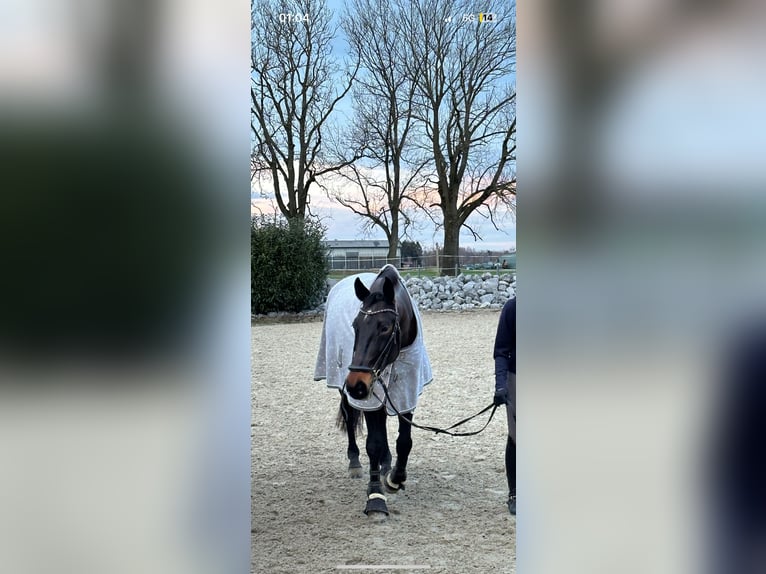 Hannover Giumenta 17 Anni 174 cm Baio in Leutkirch im Allgäu