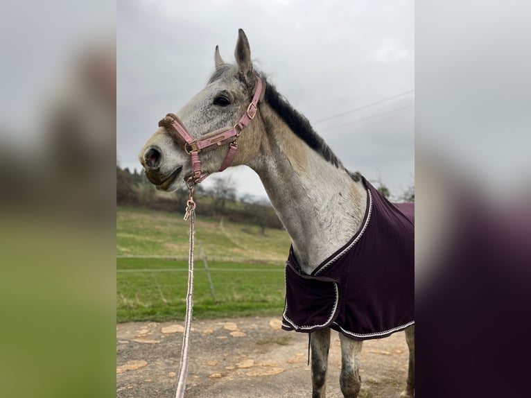 Hannover Giumenta 18 Anni 160 cm Grigio trotinato in Melsungen