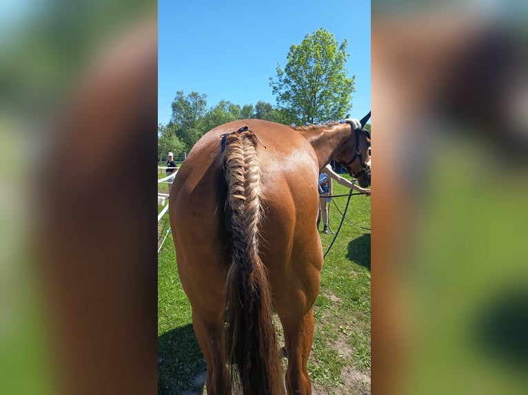 Hannover Giumenta 18 Anni 161 cm Sauro in Schönwalde