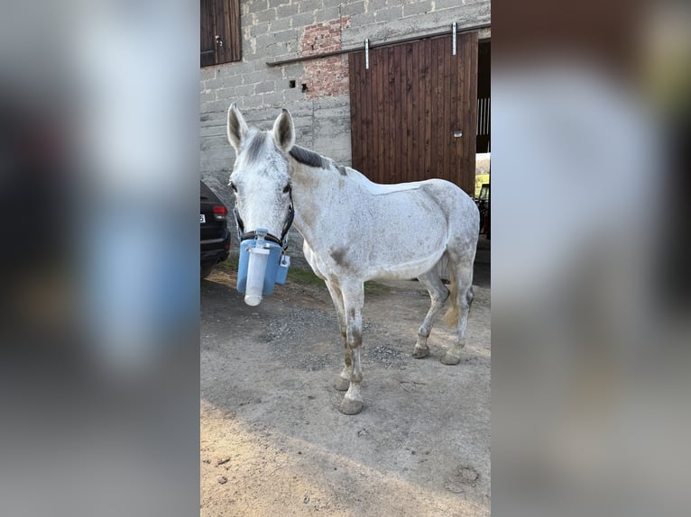 Hannover Giumenta 18 Anni 162 cm Grigio in Melsungen