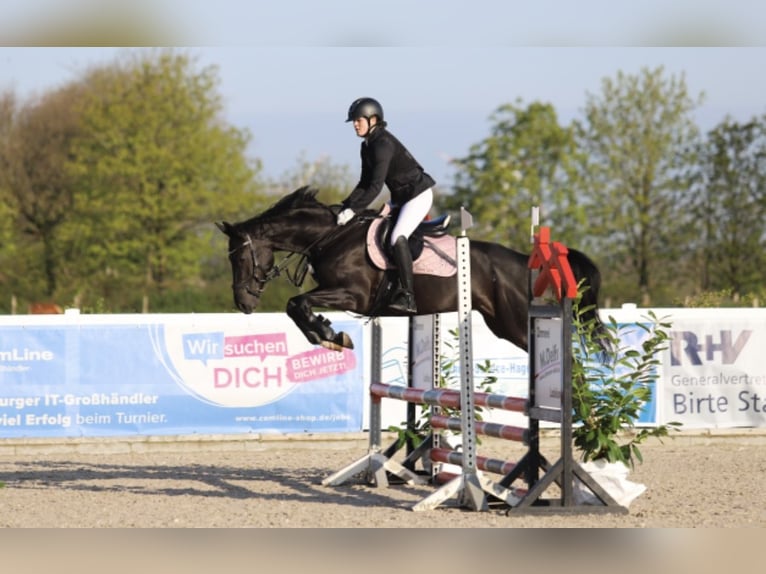 Hannover Giumenta 18 Anni 164 cm Morello in Flensburg