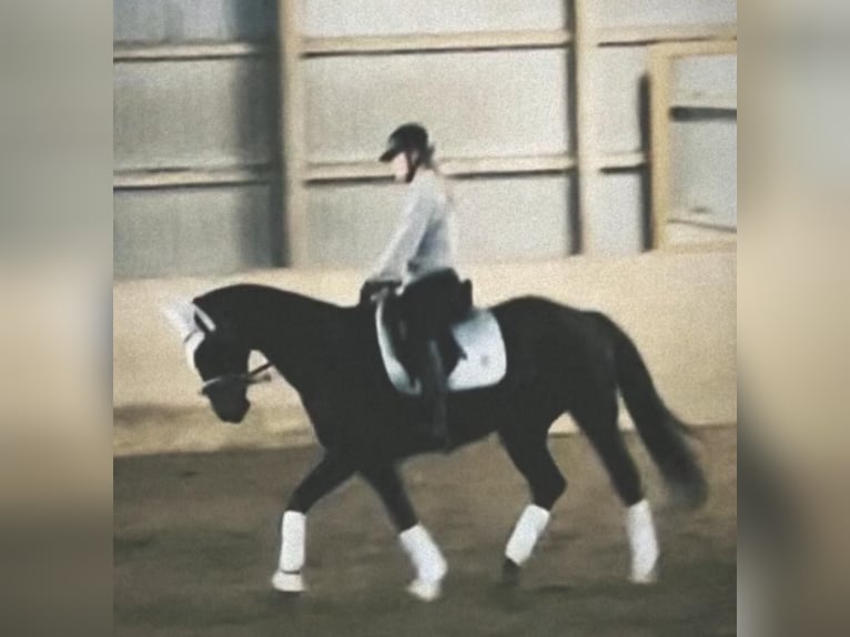 Hannover Giumenta 18 Anni 164 cm Morello in Flensburg