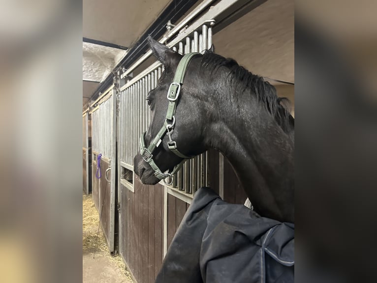 Hannover Giumenta 18 Anni 164 cm Morello in Flensburg