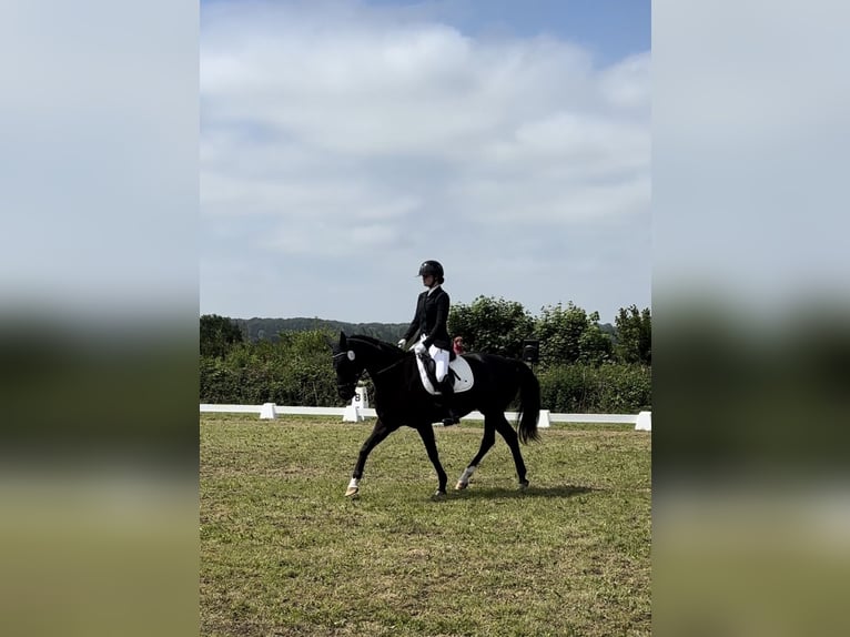 Hannover Giumenta 18 Anni 164 cm Morello in Jerrishoe
