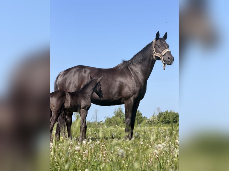 Hannover Giumenta 18 Anni 164 cm Morello in Jerrishoe