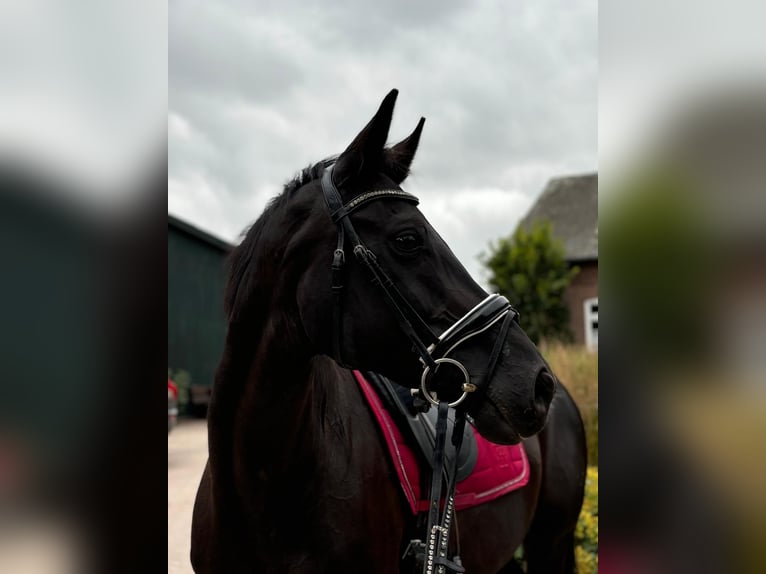 Hannover Giumenta 18 Anni 164 cm Morello in Jerrishoe