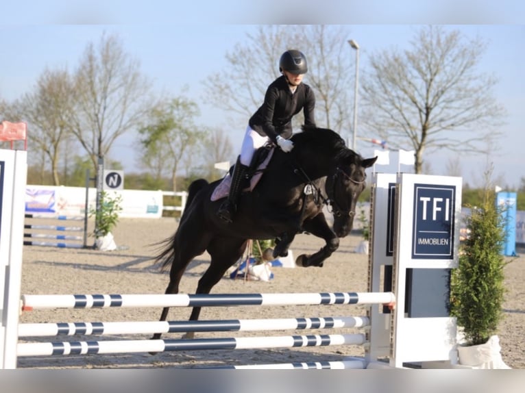 Hannover Giumenta 18 Anni 164 cm Morello in Jerrishoe