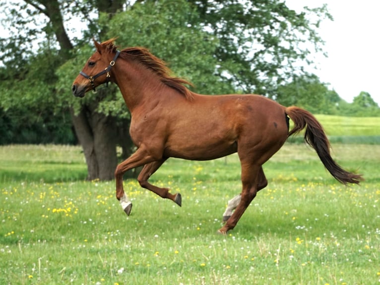 Hannover Giumenta 18 Anni 166 cm Sauro in Nauen