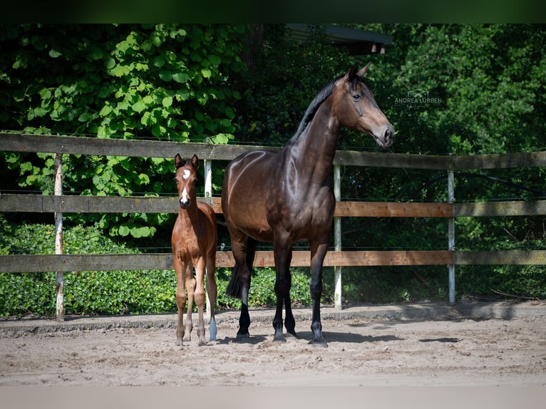 Hannover Giumenta 18 Anni 168 cm Baio scuro in Nordhorn