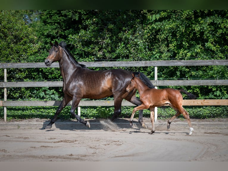 Hannover Giumenta 18 Anni 168 cm Baio scuro in Nordhorn