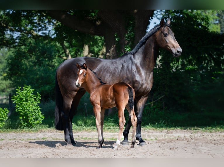 Hannover Giumenta 18 Anni 168 cm Baio scuro in Nordhorn