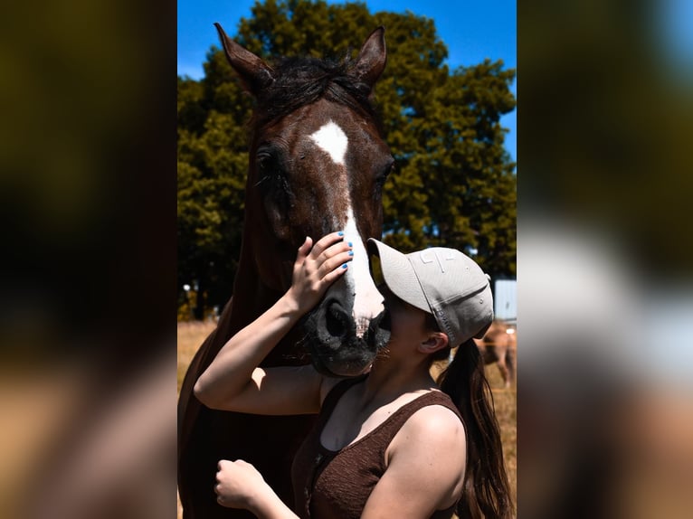 Hannover Giumenta 18 Anni 168 cm Sauro scuro in Springe