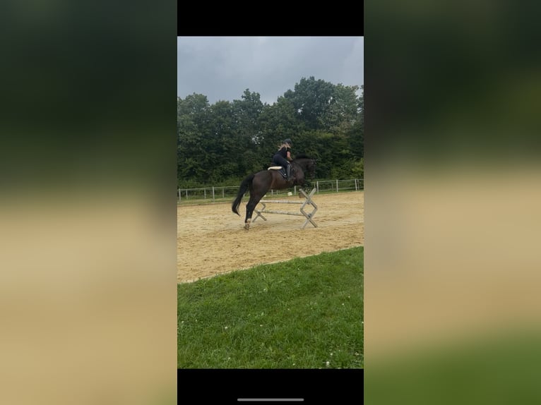Hannover Giumenta 18 Anni 172 cm Baio nero in Bünde