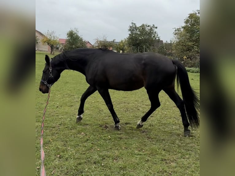 Hannover Giumenta 18 Anni 173 cm Baio scuro in Perleberg