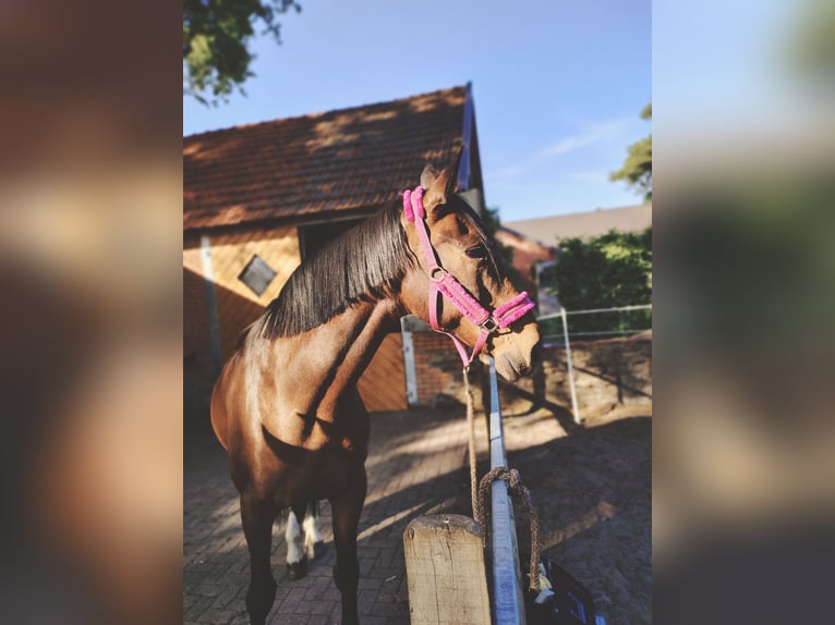 Hannover Giumenta 18 Anni 175 cm Baio in Ostercappeln