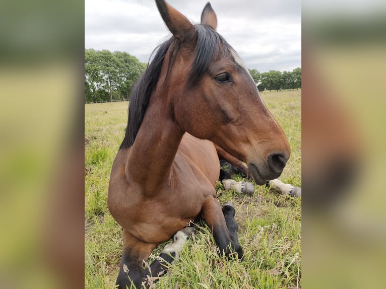Hannover Giumenta 18 Anni 175 cm Baio in Ostercappeln