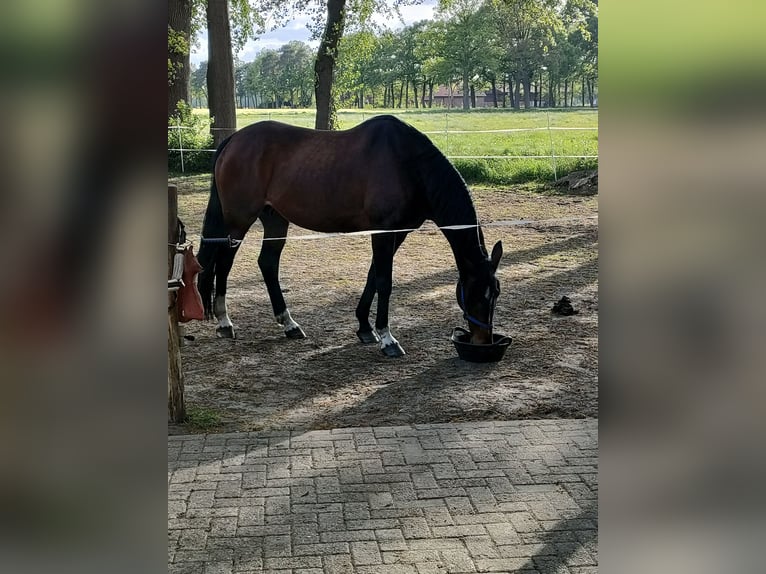 Hannover Giumenta 18 Anni 175 cm Baio in Ostercappeln