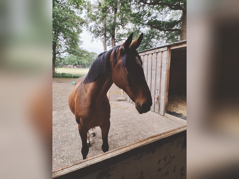 Hannover Giumenta 18 Anni 175 cm Baio in Ostercappeln