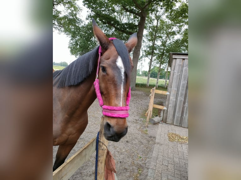 Hannover Giumenta 18 Anni 175 cm Baio in Ostercappeln