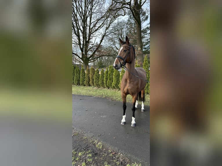 Hannover Giumenta 18 Anni 176 cm Baio in Schwanewede