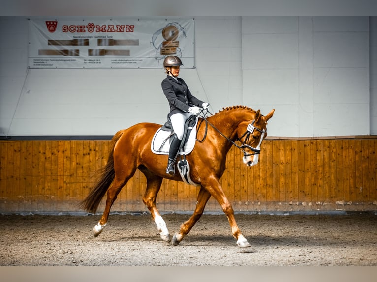 Hannover Giumenta 18 Anni 178 cm Sauro in Trebel