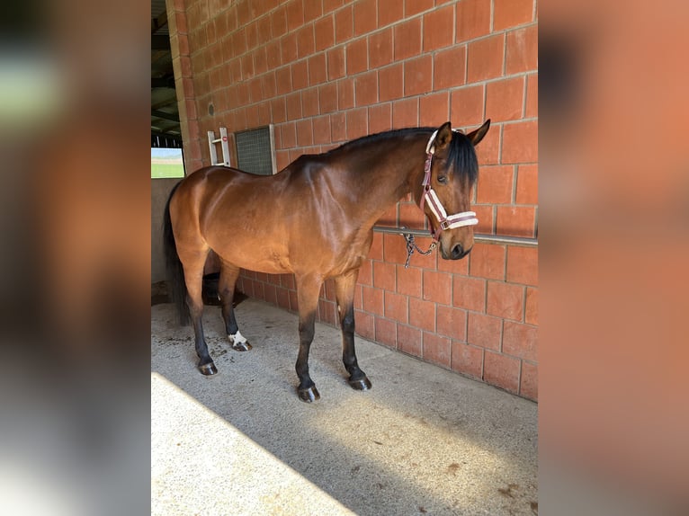 Hannover Giumenta 19 Anni 162 cm Baio in Sundern