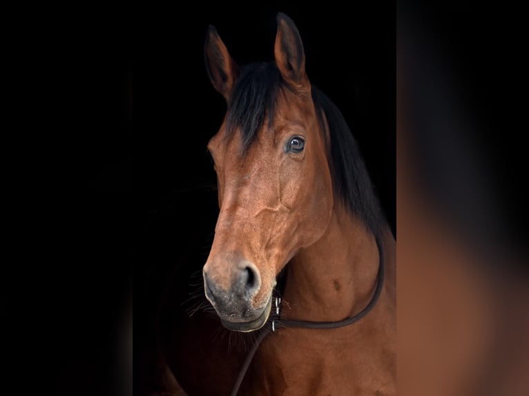 Hannover Giumenta 19 Anni 162 cm Baio in Sundern