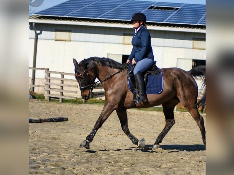 Hannover Giumenta 19 Anni 162 cm Morello in Gelsenkirchen