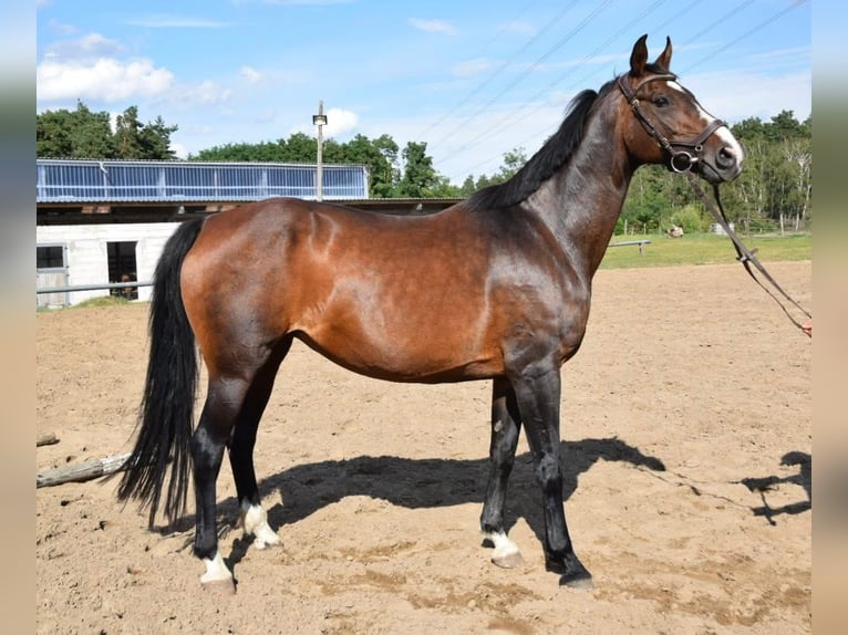 Hannover Giumenta 19 Anni 166 cm Baio in Arneburg