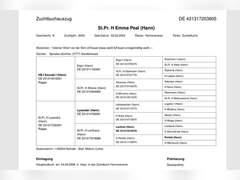 Hannover Giumenta 19 Anni 166 cm Sauro in Lutherstadt Wittenberg