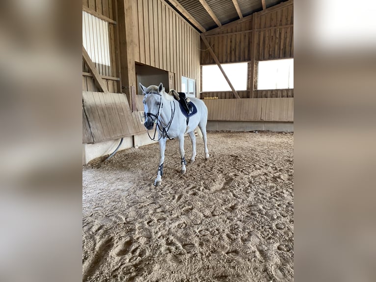 Hannover Giumenta 19 Anni 170 cm Grigio in Aalen