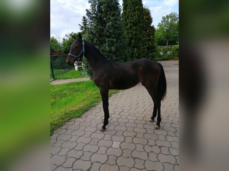 Hannover Giumenta 1 Anno 149 cm Baio in Bockenem