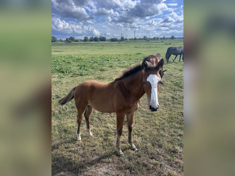 Hannover Giumenta 1 Anno 150 cm Può diventare grigio in Nienhagen