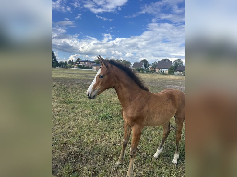Hannover Giumenta 1 Anno 150 cm Può diventare grigio in Nienhagen
