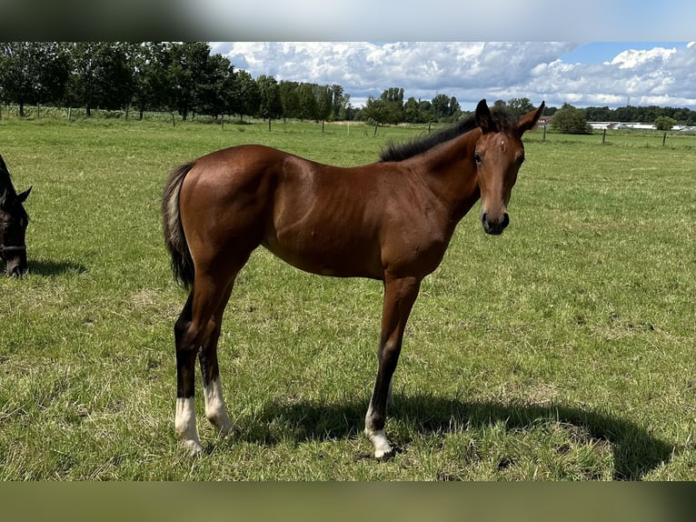 Hannover Giumenta 1 Anno 162 cm Baio in Babenhausen