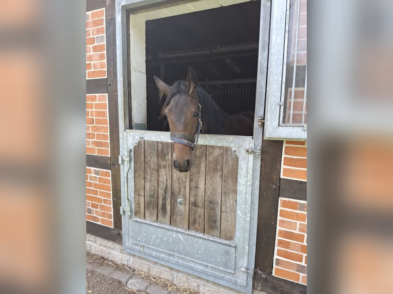 Hannover Giumenta 1 Anno 170 cm Baio in Soltau