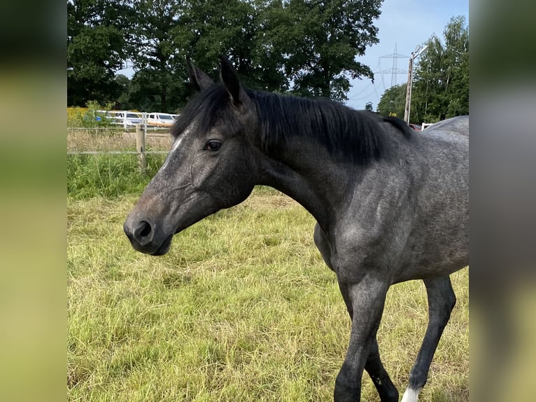 Hannover Giumenta 1 Anno 170 cm Grigio pezzato in Wagenfeld