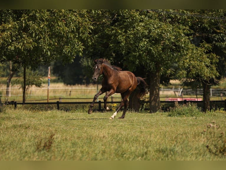 Hannover Giumenta 1 Anno 172 cm Baio nero in Moers