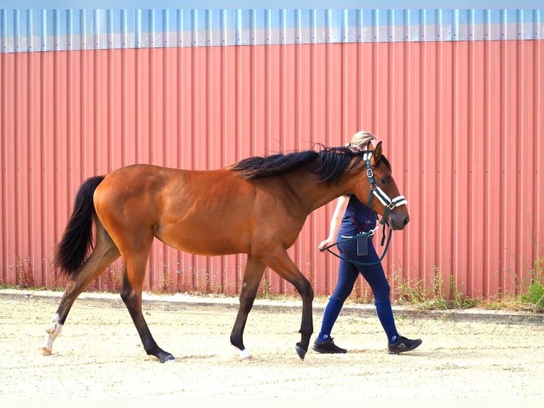 Hannover Giumenta 1 Anno 173 cm Baio in Zarpen