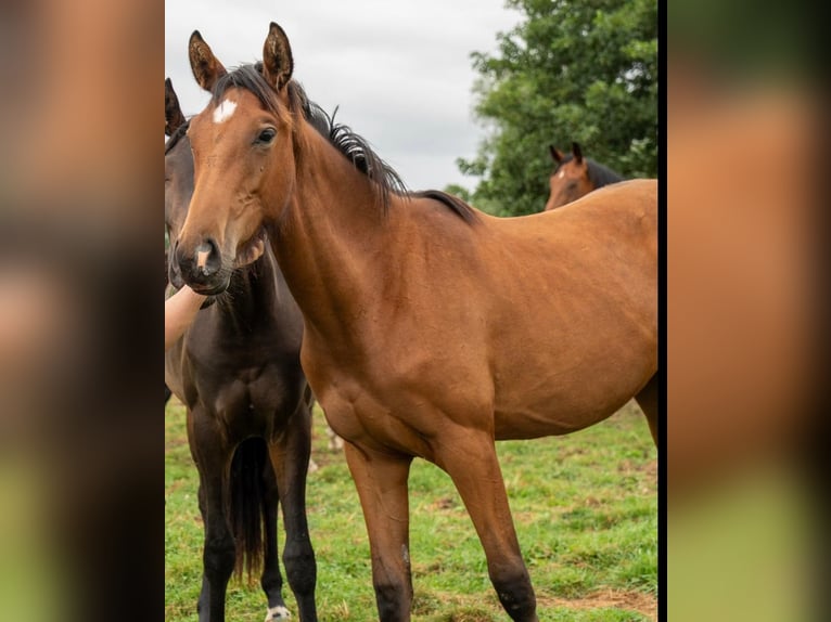 Hannover Giumenta 1 Anno Baio in Großheide