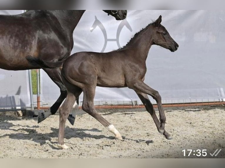 Hannover Giumenta 1 Anno Baio nero in Steinach